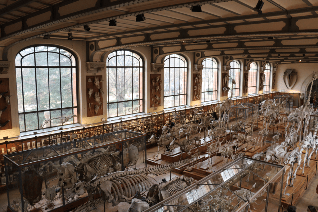 Vista interior da Grande Galeria de Paleontologia do Museu Nacional de História Natural de Paris